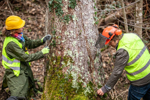 Best Emergency Tree Removal  in Rome City, IN