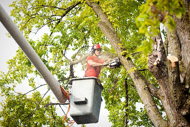 Leaf Removal in Rome City, IN